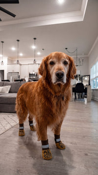 Golden retriever mayor con calcetines antideslizantes Pet Petoki en casa