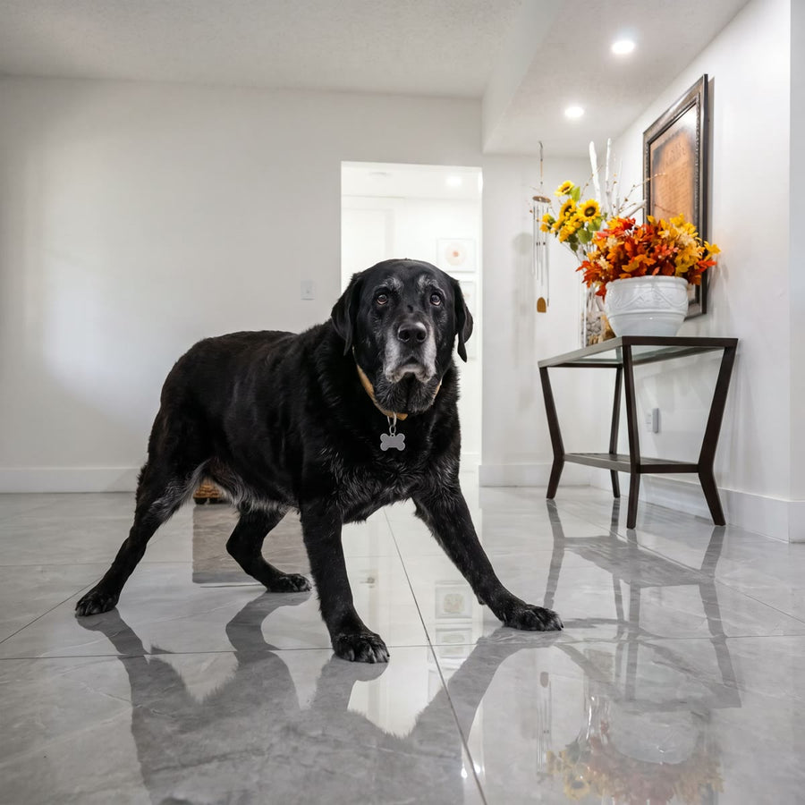 Labrador senior con las patas abiertas resbalando en un suelo de mármol